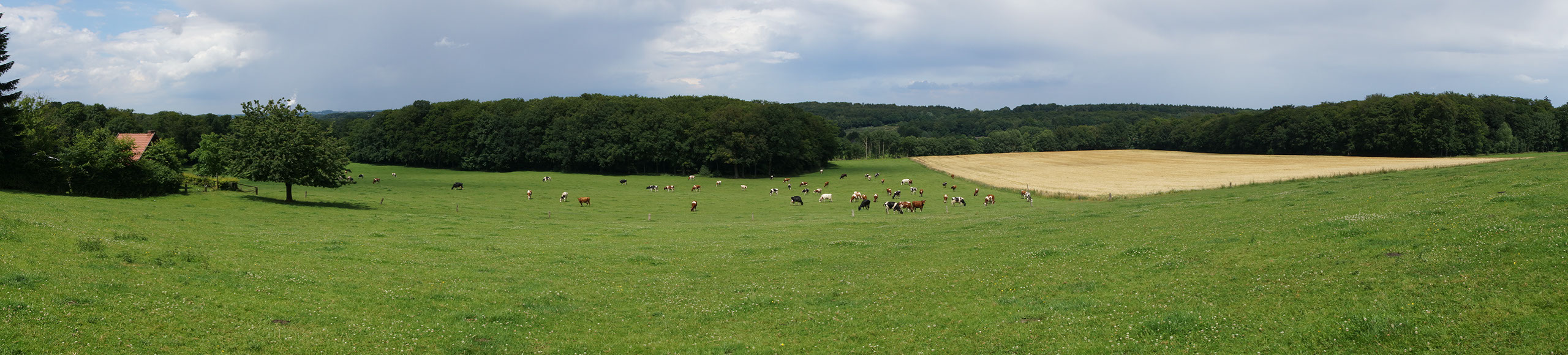 Kühe auf einer Wiese